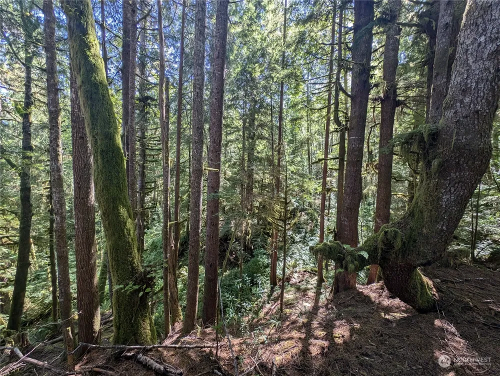 99992 Dowans Creek Road Forks, WA 98331