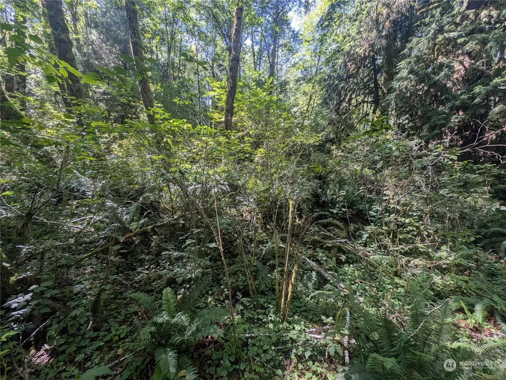 99992 Dowans Creek Road Forks, WA 98331
