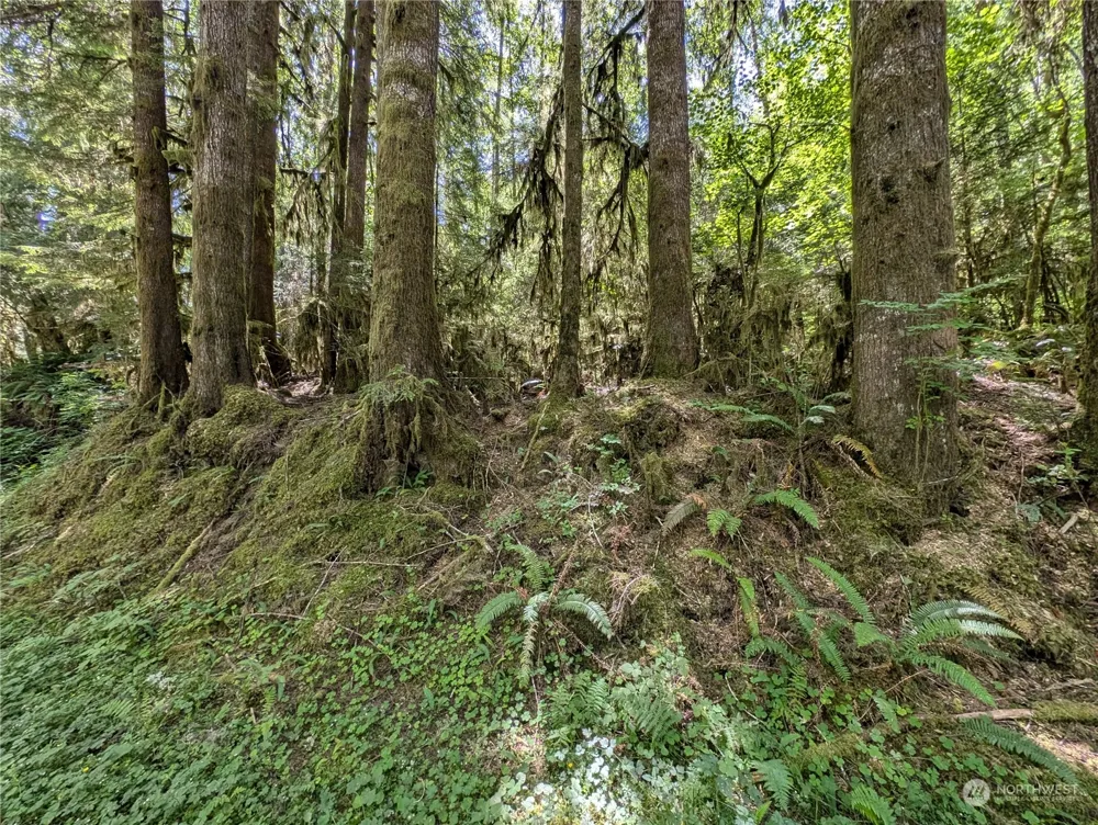 99994 Dowans Creek Road Forks, WA 98331
