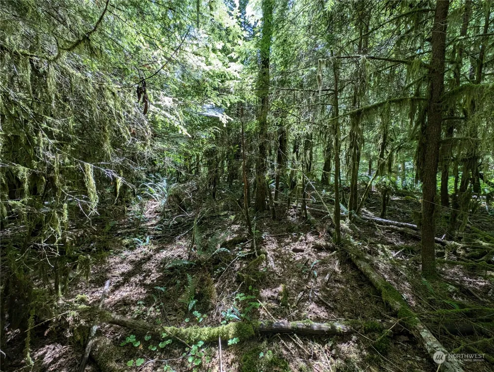99994 Dowans Creek Road Forks, WA 98331