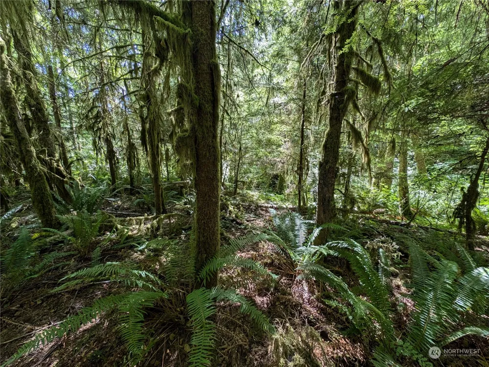 99994 Dowans Creek Road Forks, WA 98331