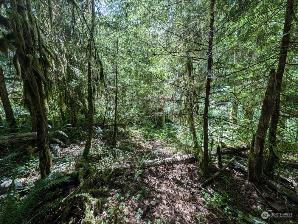 99994 Dowans Creek Road Forks, WA 98331