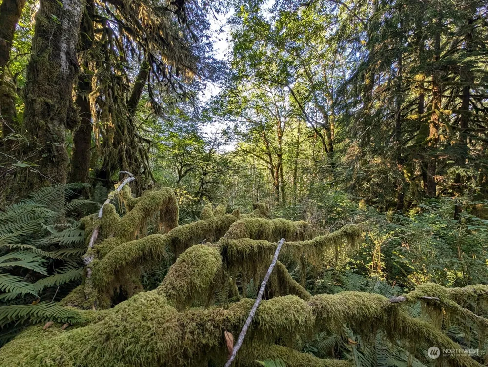 99994 Dowans Creek Road Forks, WA 98331
