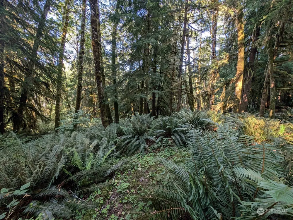 99994 Dowans Creek Road Forks, WA 98331