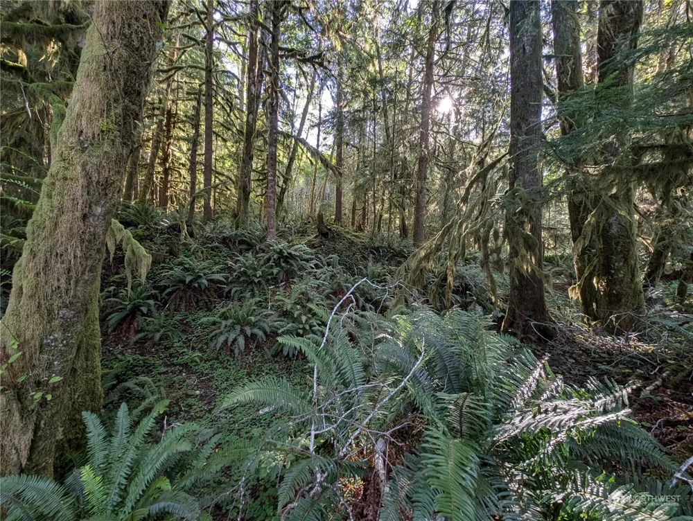 99994 Dowans Creek Road Forks, WA 98331
