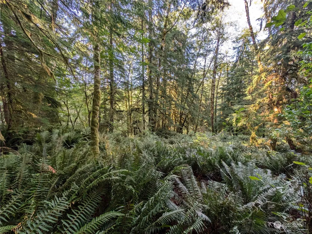 99994 Dowans Creek Road Forks, WA 98331