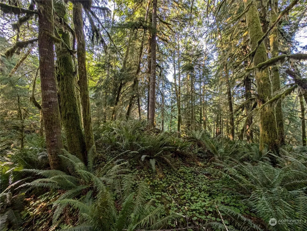 99994 Dowans Creek Road Forks, WA 98331