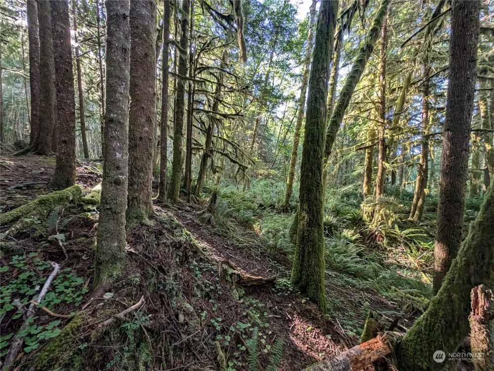 99994 Dowans Creek Road Forks, WA 98331