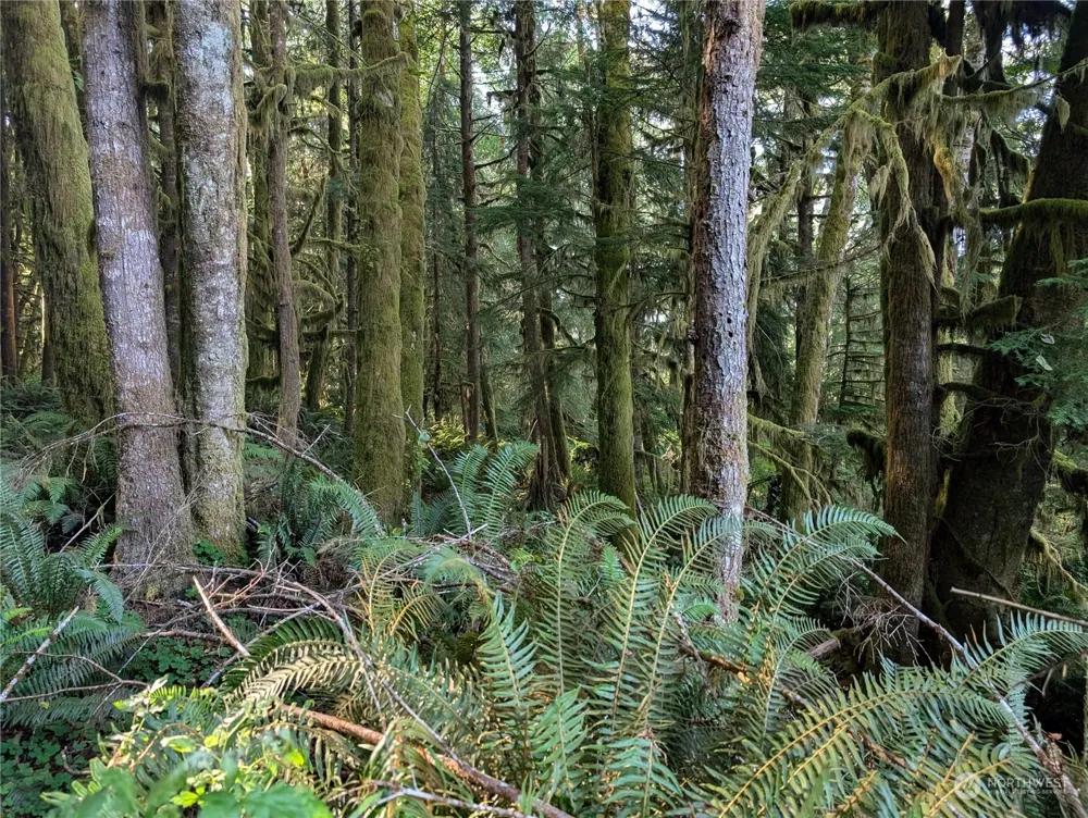 99994 Dowans Creek Road Forks, WA 98331