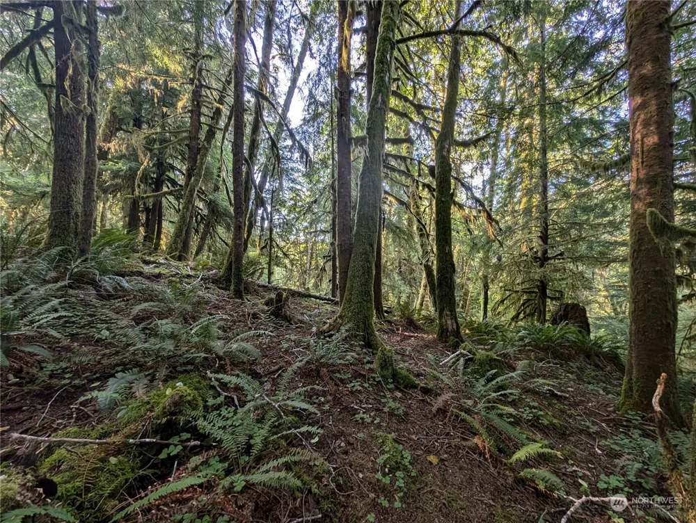 99994 Dowans Creek Road Forks, WA 98331