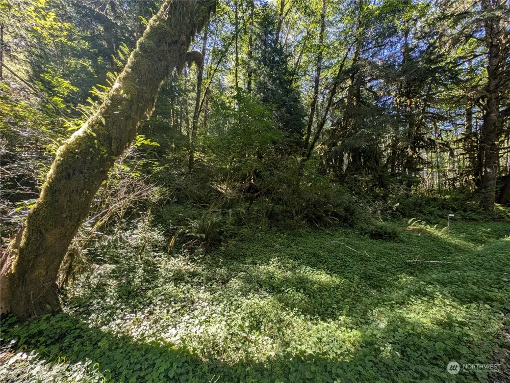 99994 Dowans Creek Road Forks, WA 98331