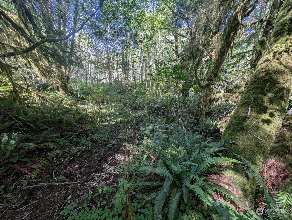 99994 Dowans Creek Road Forks, WA 98331
