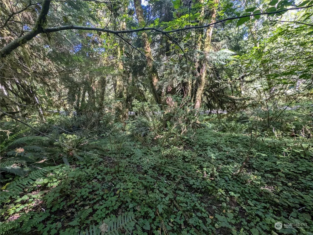 99994 Dowans Creek Road Forks, WA 98331