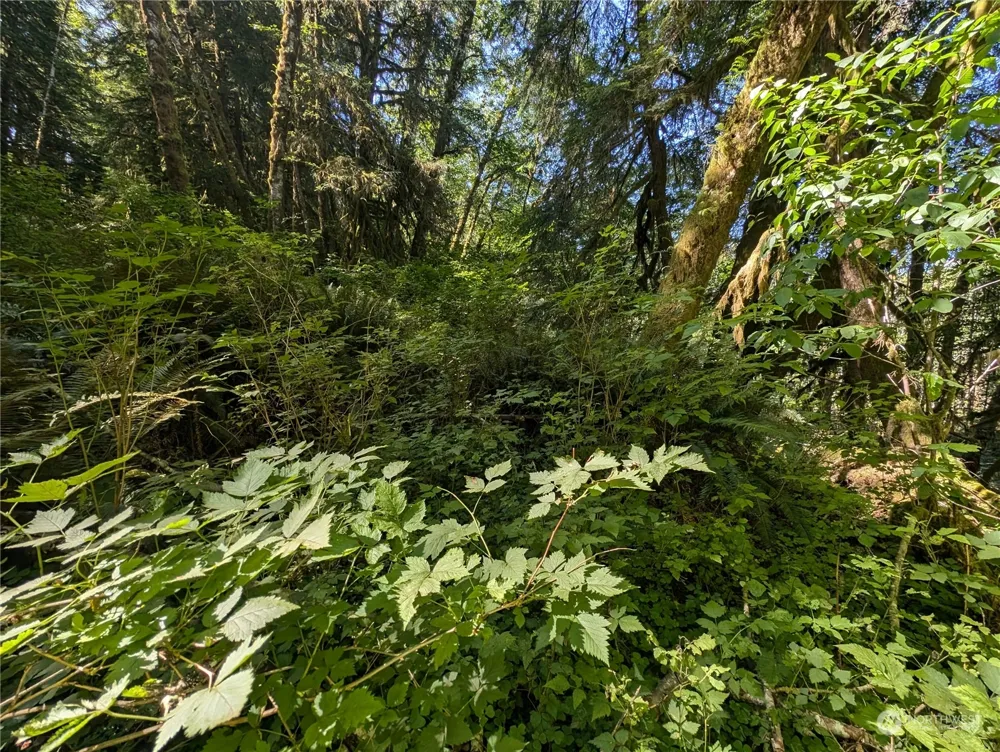 99994 Dowans Creek Road Forks, WA 98331