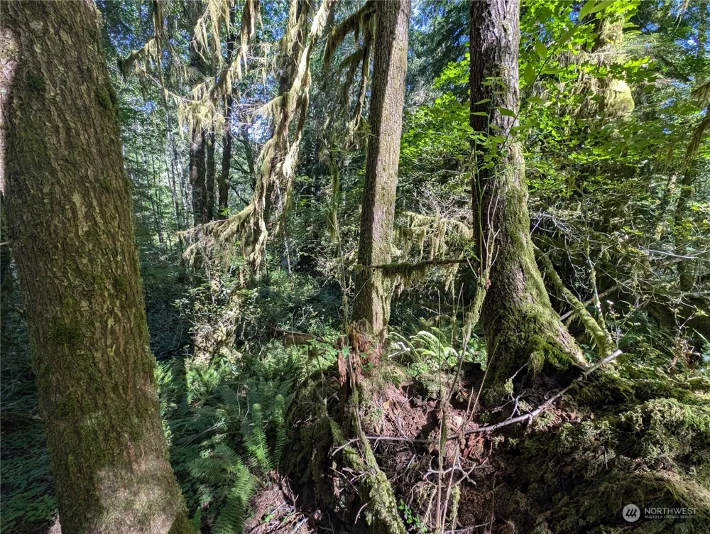99994 Dowans Creek Road Forks, WA 98331