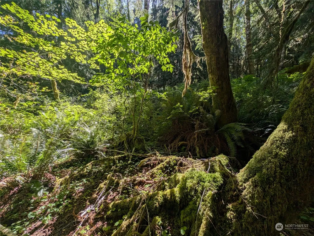 99994 Dowans Creek Road Forks, WA 98331