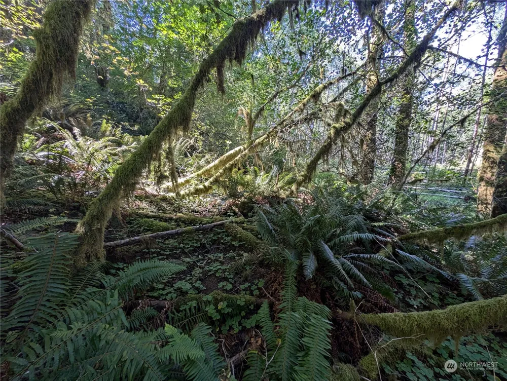 99994 Dowans Creek Road Forks, WA 98331