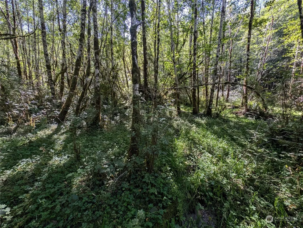 99994 Dowans Creek Road Forks, WA 98331