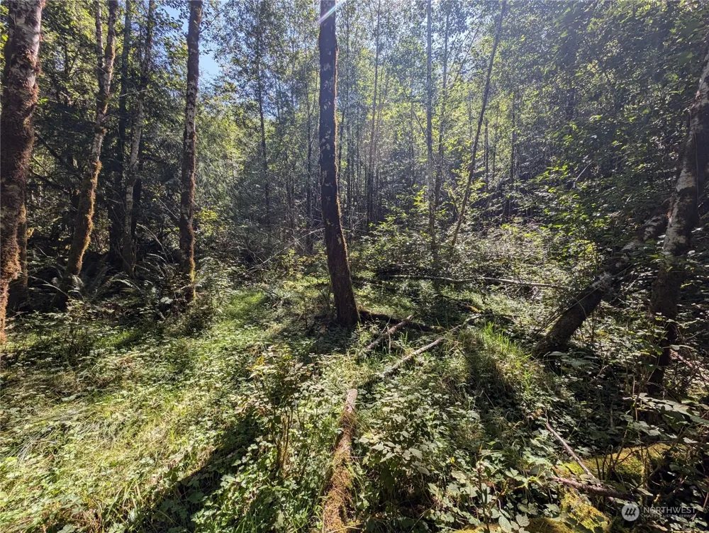 99994 Dowans Creek Road Forks, WA 98331