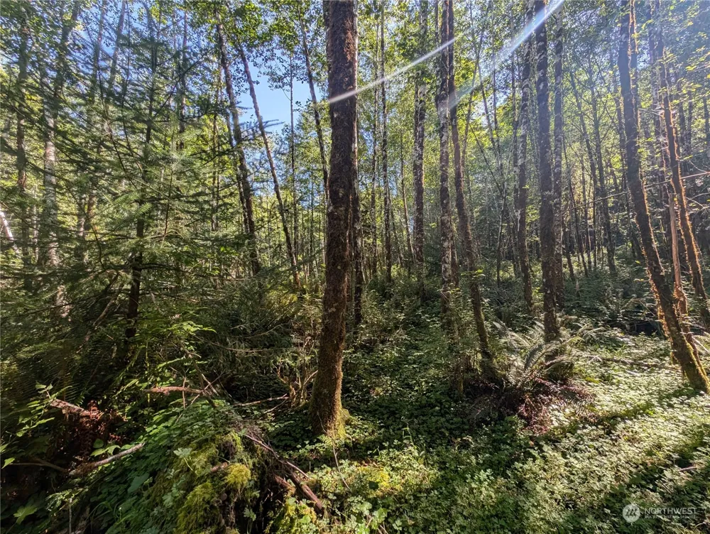 99994 Dowans Creek Road Forks, WA 98331