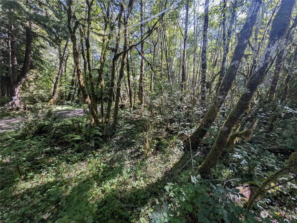 99994 Dowans Creek Road Forks, WA 98331