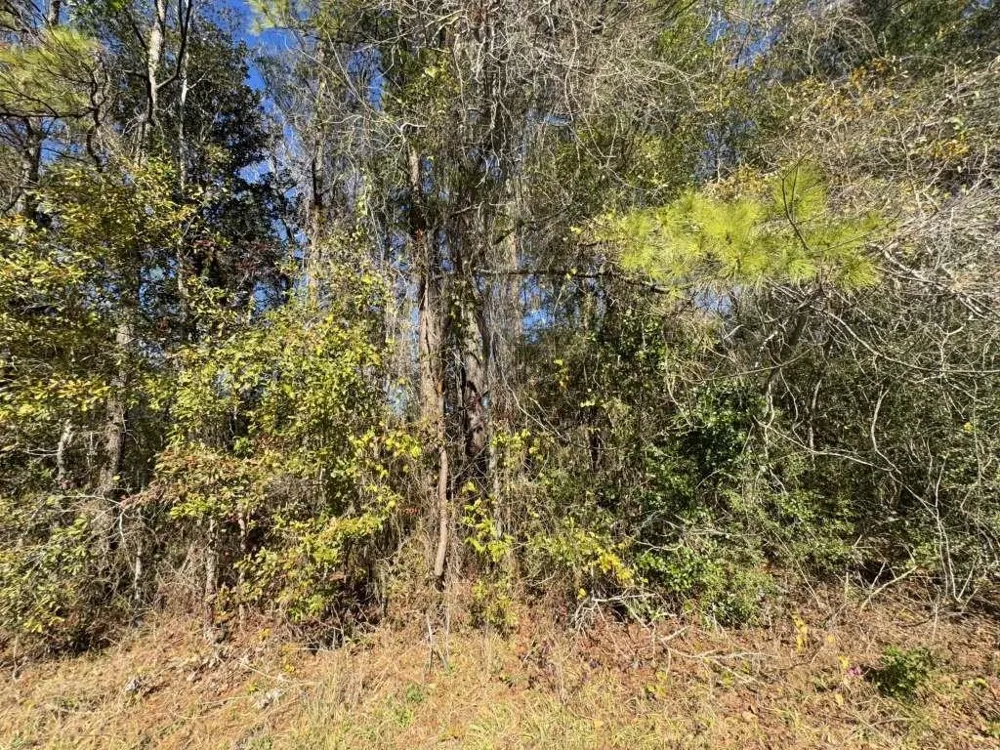 Caney Creek Vidor, TX 77662