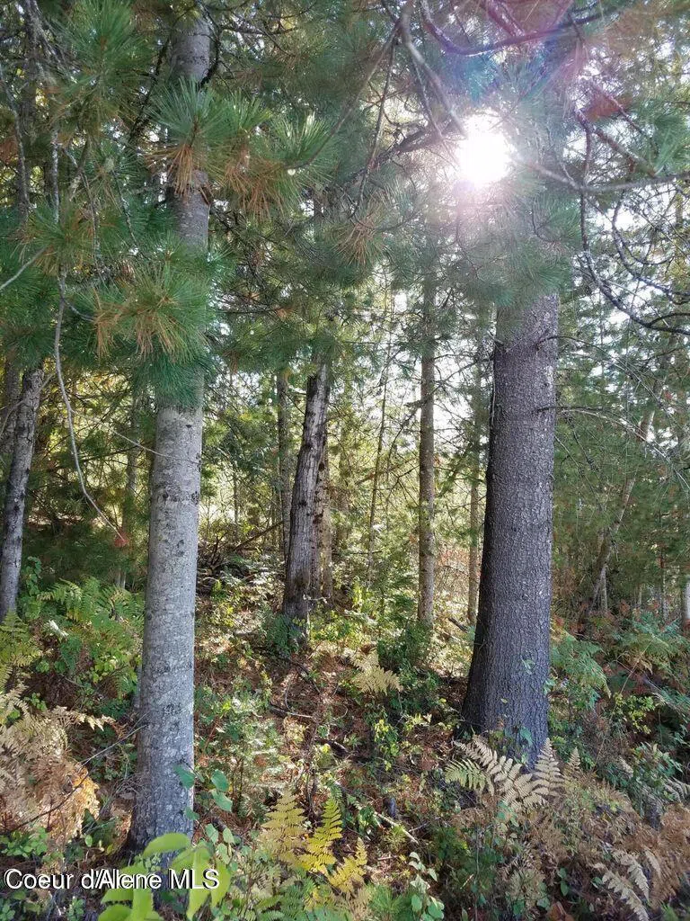 111 Trail Blazer Court Pinehurst, ID 83850