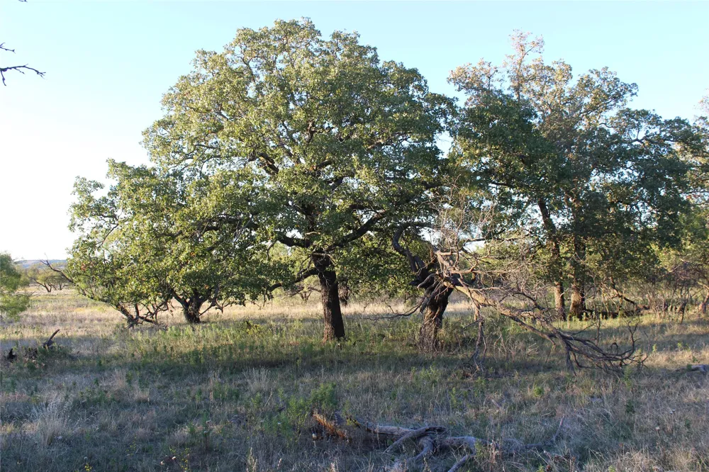 151 W Hwy 114 Jermyn, TX 76459