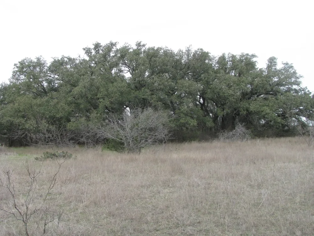 48 Harmon Road Copperas Cove, TX 76522