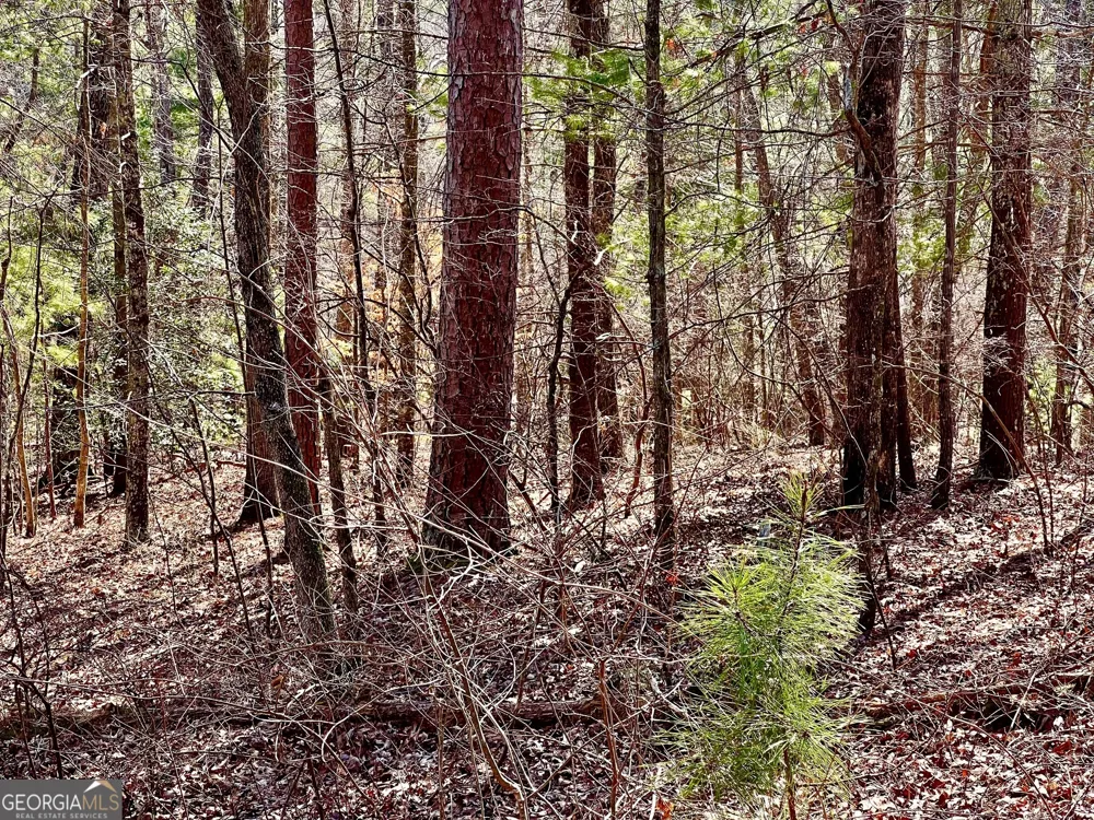 113 Beech Tree DR Ellijay, GA 30540