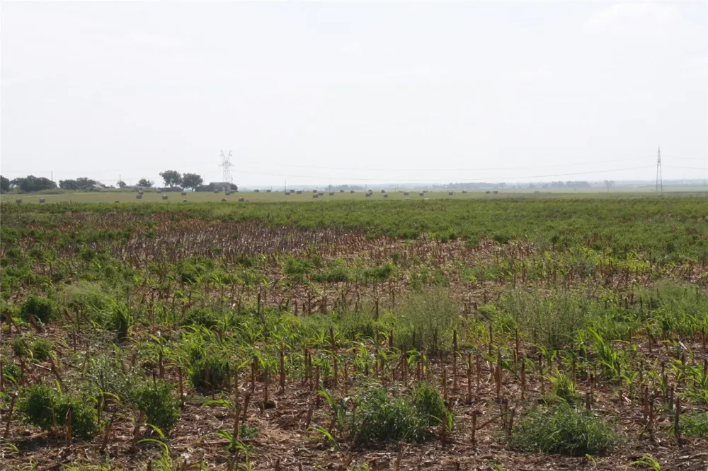 Gooseneck Road #1 Bartlett, TX 76511