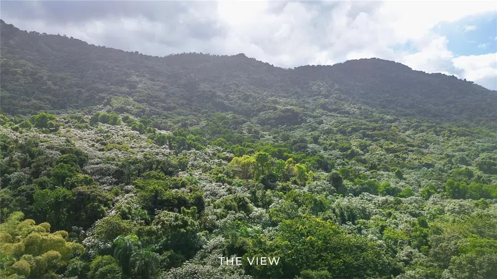 PR-191, Km 2.4 BO. MAMEYES II Rio Grande, PR 00745