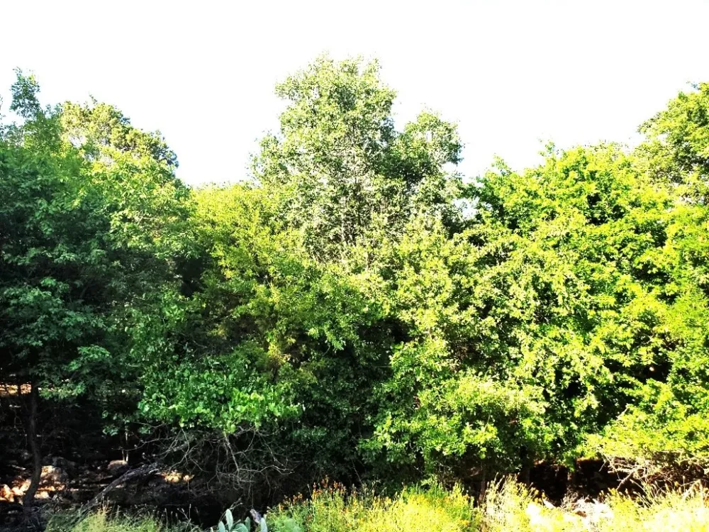 16353 Charlya Drive Temple, TX 76502