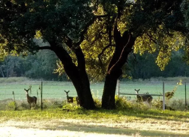 9051 Fm 205 Bluff Dale, TX 76433
