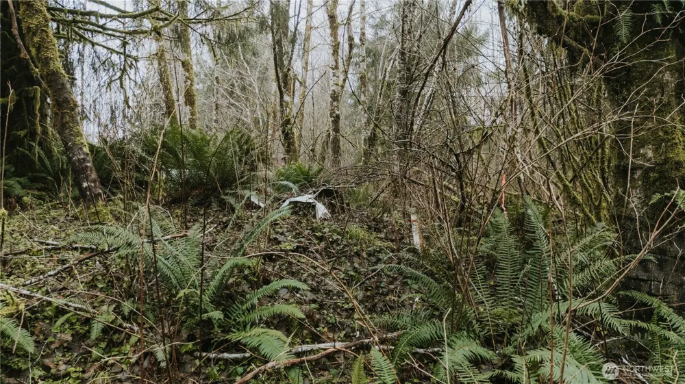 215 Elk Creek Ridge Road Forks, WA 98331