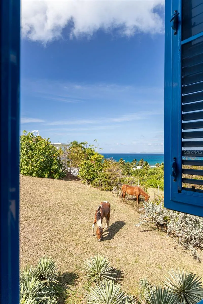 310 BRAVOS DE BOSTON Vieques, PR 00765