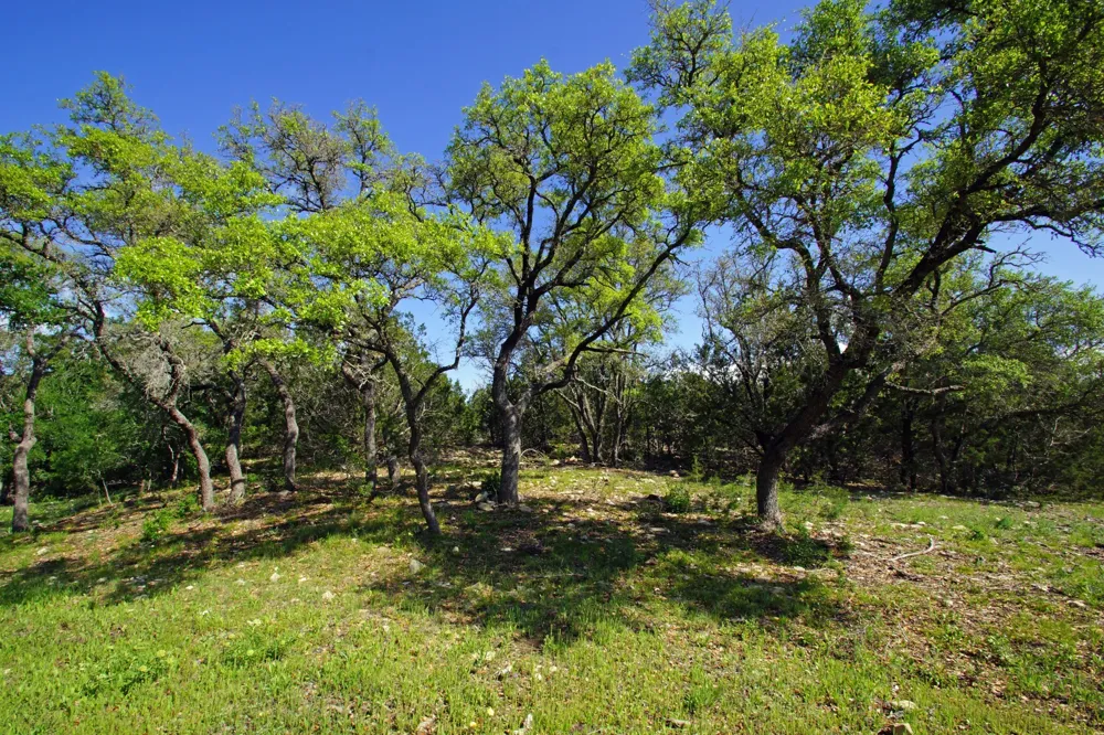 48 Bridget Court Briggs, TX 78608