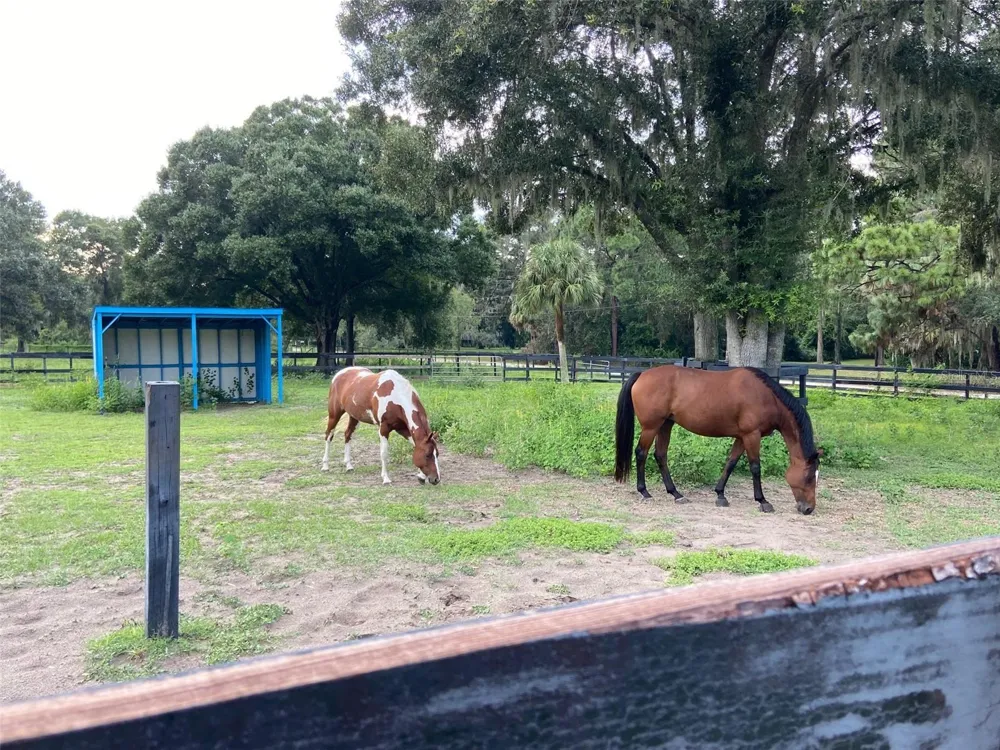 16315 MCGLAMERY ROAD Odessa, FL 33556