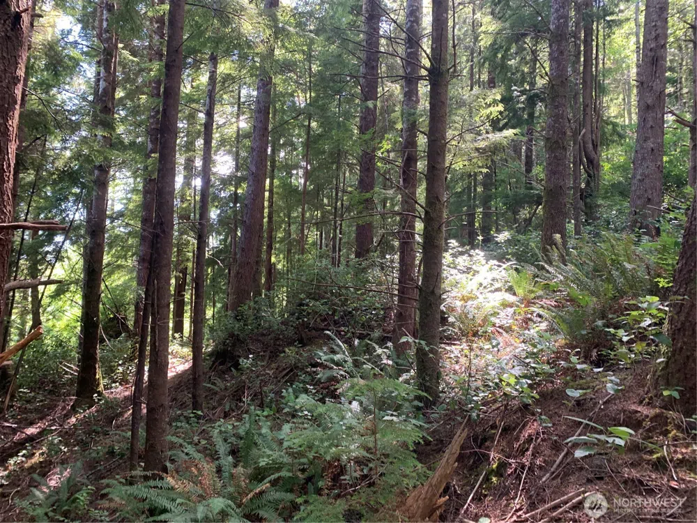 285 Parpala Road Naselle, WA 98638