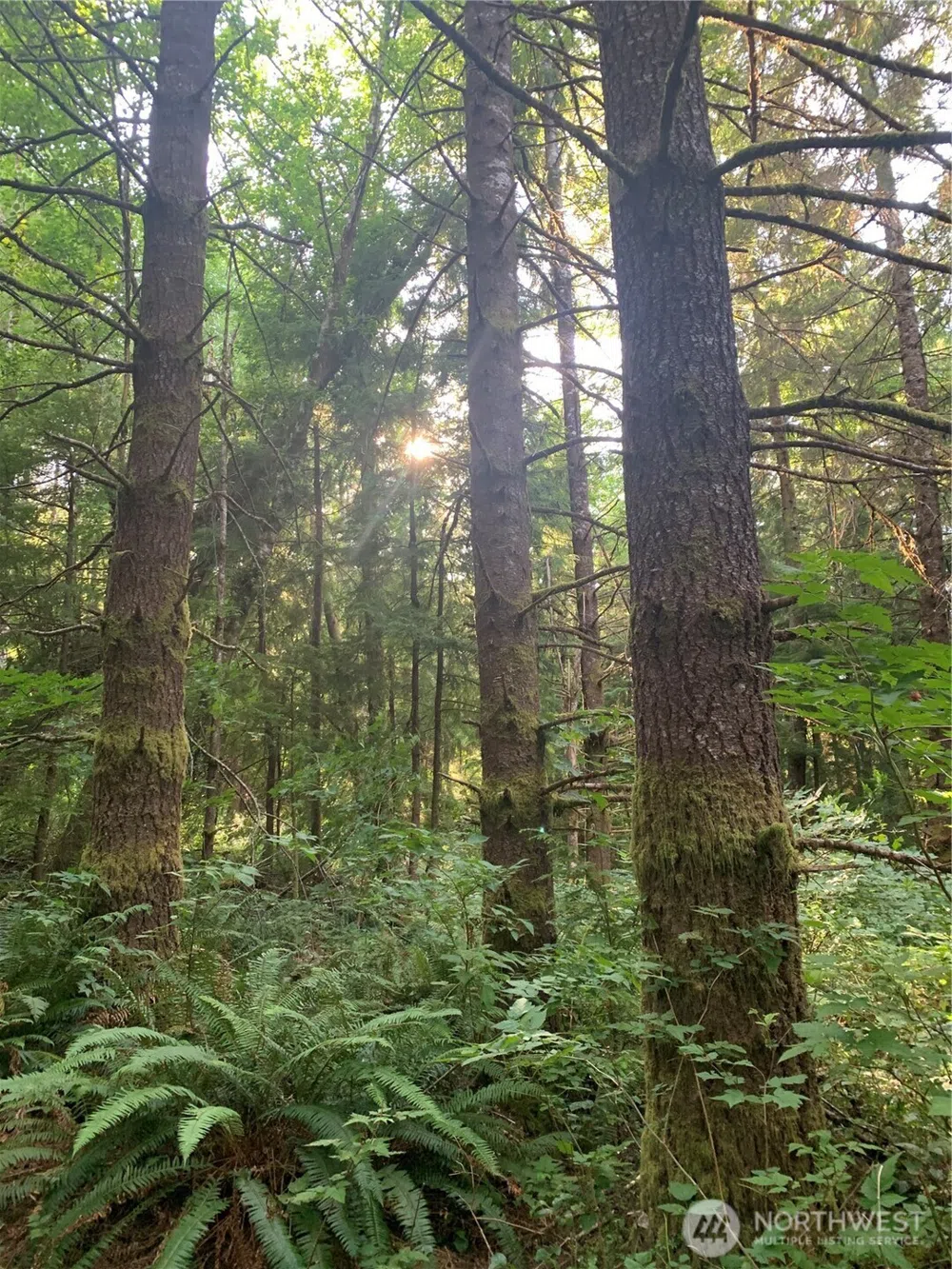 285 Parpala Road Naselle, WA 98638
