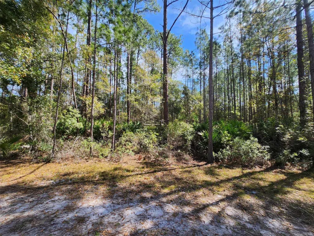 114 MOSSWOOD STREET Georgetown, FL 32139