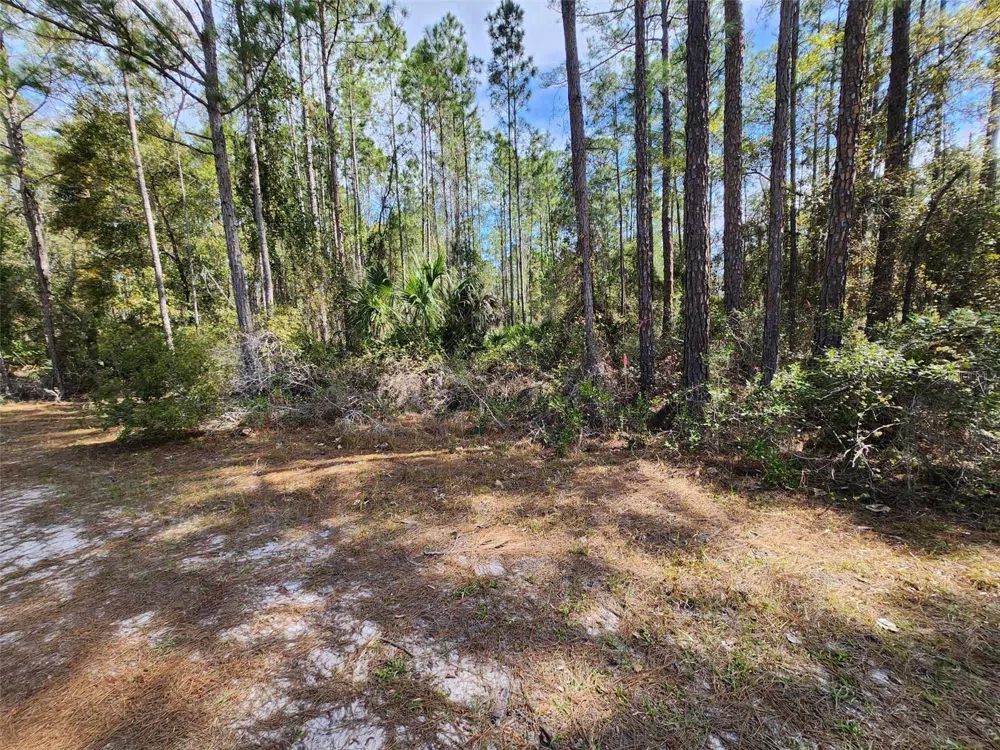114 MOSSWOOD STREET Georgetown, FL 32139