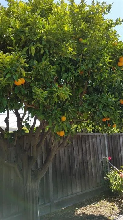 1440 Lodi Avenue San Mateo, CA 94401