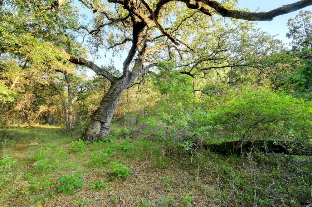 10700 FM306 New Braunfels, TX 78132