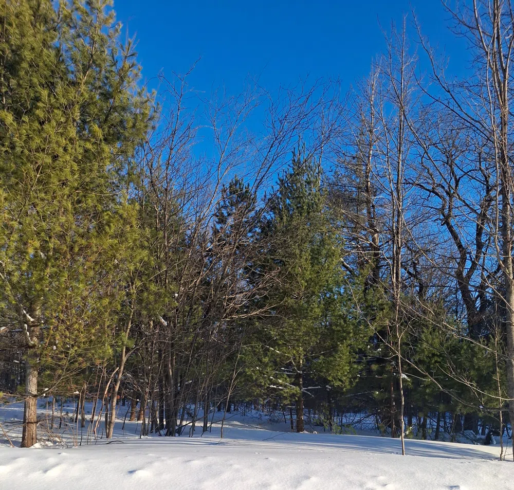Lot 143 Mancelona Township, MI 49659