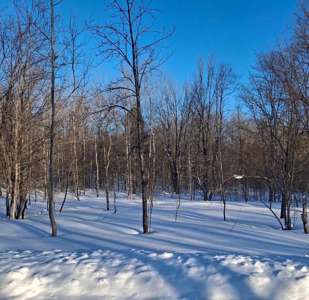 Lot 144 Circle Mancelona Township, MI 49659