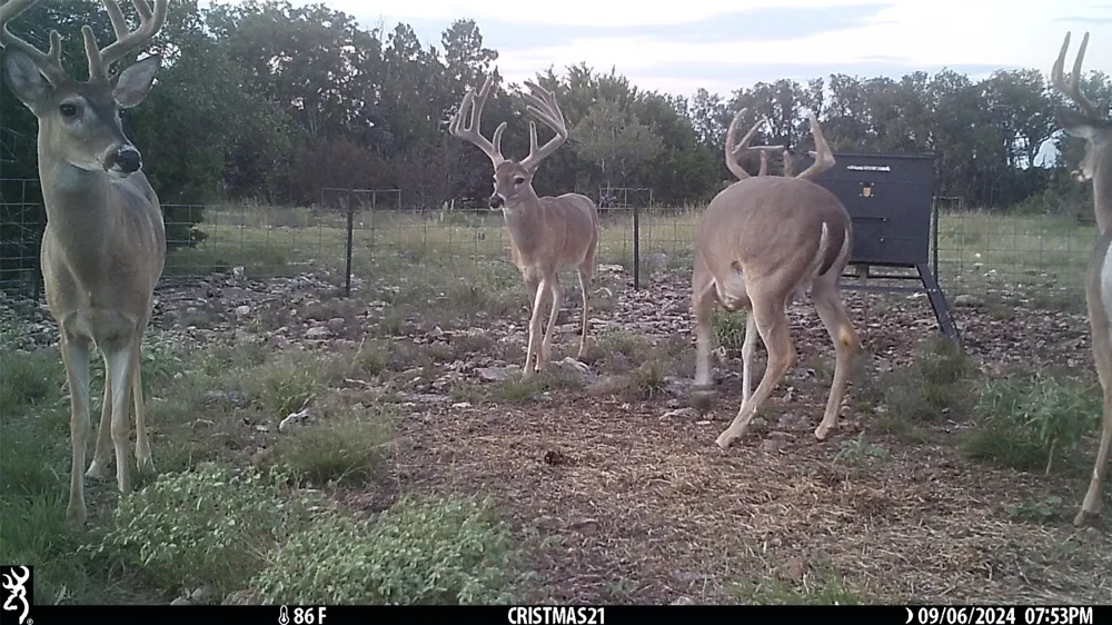 919 SD #16010 Rocksprings, TX 78880