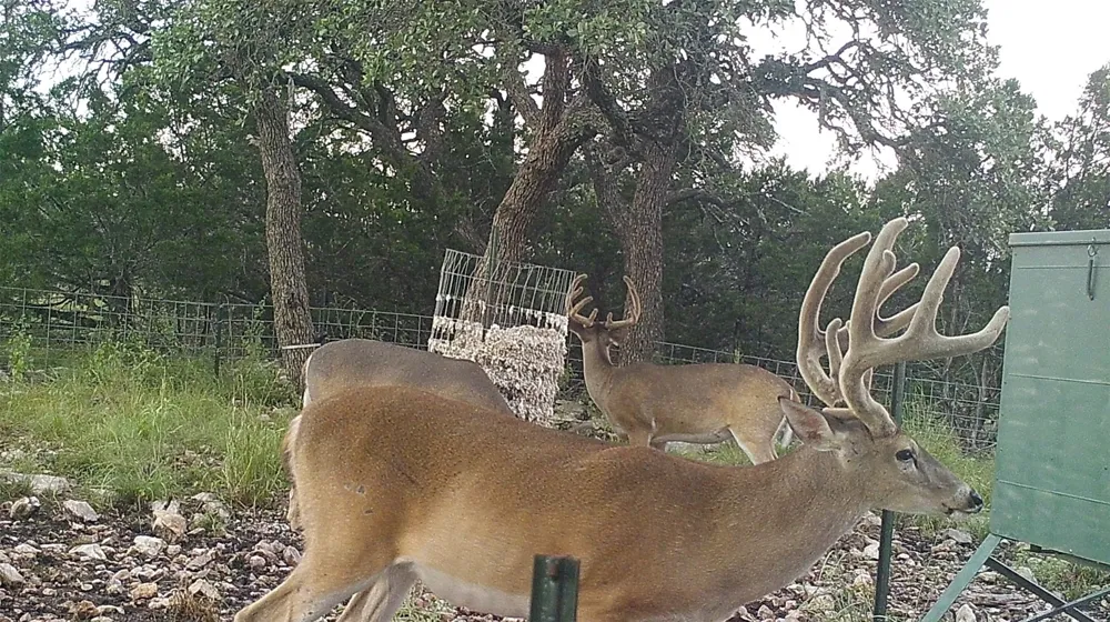 919 SD #16010 Rocksprings, TX 78880