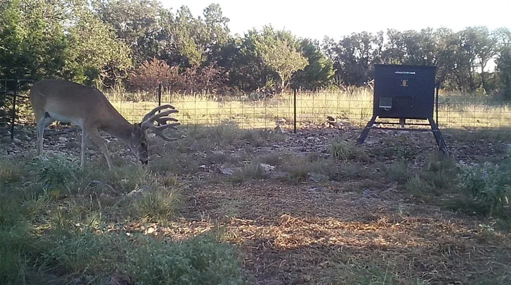 919 SD #16010 Rocksprings, TX 78880
