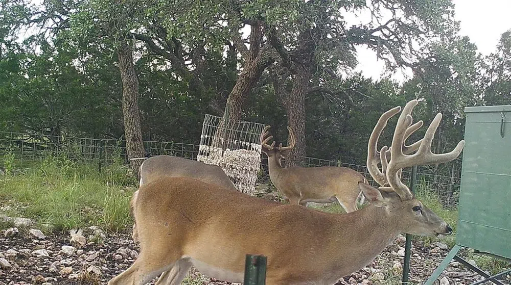919 SD #16010 Rocksprings, TX 78880